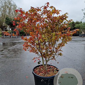 Acer pal. 'Osakazuki' 100-125 cm container multiplateau
