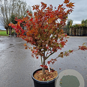 Acer pal. 'Osakazuki' 125-150 cm container meerstammig