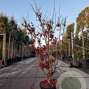 Acer pal. 'Osakazuki' 125-150 cm 20L meerstammig