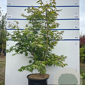 Acer pal. 'Osakazuki' 125-150 cm 20L meerstammig
