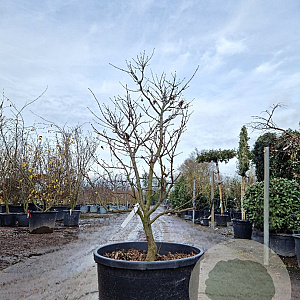 Acer pal. 'Osakazuki' 125-150 cm cont. 130L meerstammig