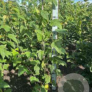 Acer pensylvanicum 100-125 cm met kluit