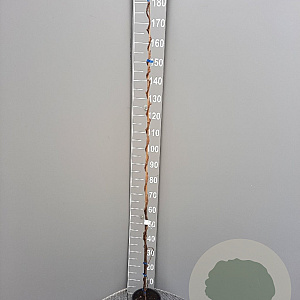 Actinidia deliciosa 150-175 cm 3,0L