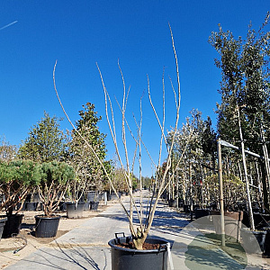 Albizia julibrissin 175-200 cm container meerstammig