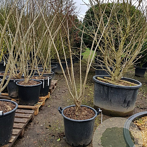 Albizia julibrissin 175-200 cm container meerstammig