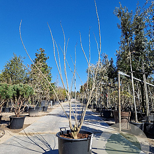 Albizia julibrissin 175-200 cm container meerstammig