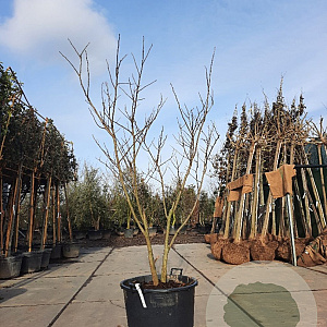 Albizia julibrissin 175-200 cm container meerstammig