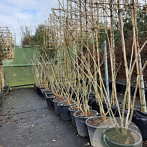 Albizia julibrissin 175-200 cm container meerstammig