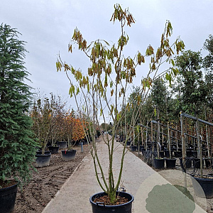 Albizia julibrissin 200-250 cm container meerstammig extra