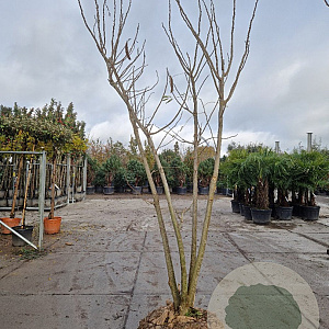 Albizia julibrissin 300-350 cm draadkluit meerstammig solitair
