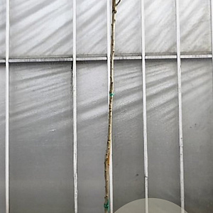 Albizia julibrissin 200 cm stam container 8-10