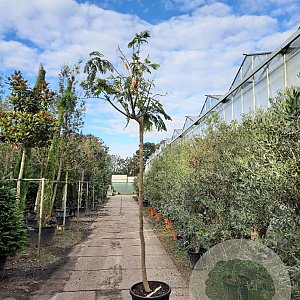 Albizia julibrissin 200 cm stam container 14-16 hoge lei