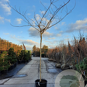 Albizia julibrissin 200 cm stam container 14-16 hoge lei