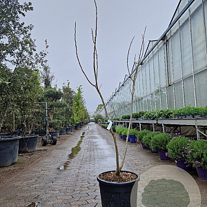 Albizia julibr. Ombrella 150-175 cm 35L