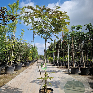 Albizia julibr. Ombrella 175-200 cm 15L