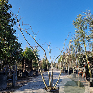 Albizia julibr. Ombrella 200-250 cm container meerstammig