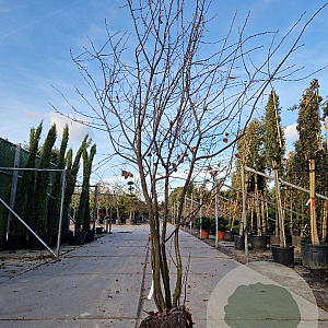 Amelanchier lamarckii 200-225 cm draadkluit