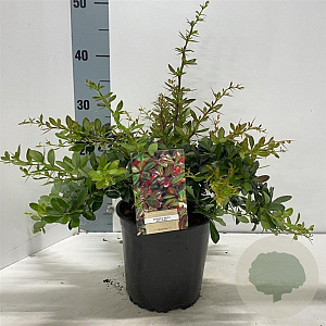 Berberis media 'Red Jewel' 25-30 cm 2,0L