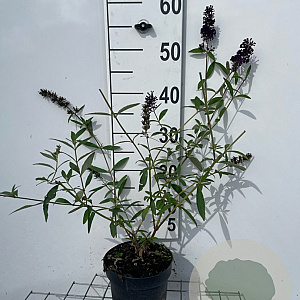 Buddleja d. 'Black Knight' 40-60 cm 2,0L