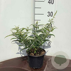 Buddleja 'White Ball' 20-30 cm 2,0L