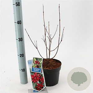 Calycanthus floridus 25-30 cm 2,0L