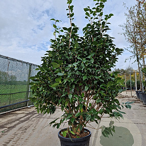 Camellia japonica 150-175 cm container meerstammig