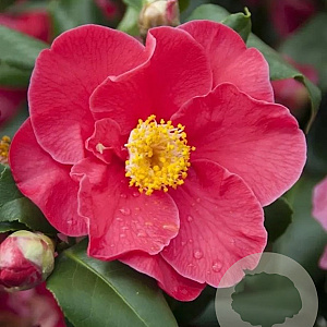 Camellia j. 'Dr King' 100-125 cm 15L