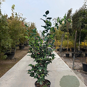 Camellia j. 'Dr King' 100-125 cm 20L
