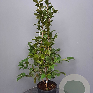 Camellia j. 'Mrs Charles Cobb' 125-150 cm 15L