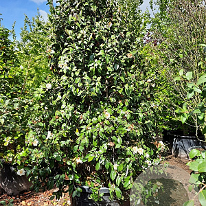 Camellia j. 'Snowball' 200-250 cm container meerstammig