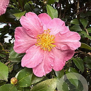 Camellia sas. 'Cleopatra' 175-200 cm cont. 130L paraplu