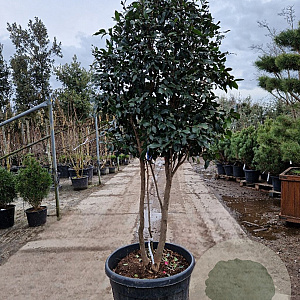 Camellia sas. 'Cleopatra' 175-200 cm cont. 130L paraplu