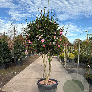Camellia sas. 'Cleopatra' 175-200 cm cont. 130L paraplu