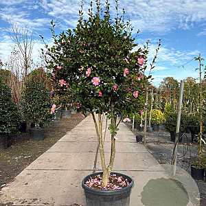 Camellia sas. 'Cleopatra' 175-200 cm cont. 130L paraplu