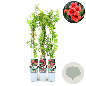 Campsis rad. 'Flamenco' 70 cm 2,0L