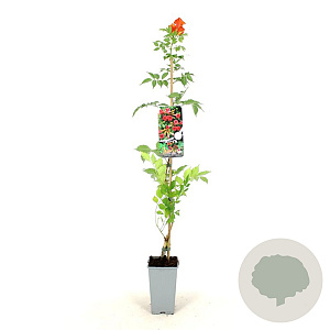 Campsis rad. 'Flamenco' 80-100 cm 2,0L veredeld