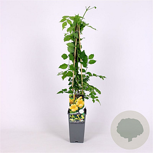 Campsis rad. 'Flava' 70 cm 2,0L