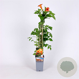 Campsis t. Indian Summer 70 cm 2,0L