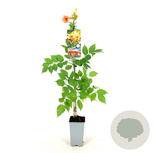 Campsis t. Indian Summer 80-100 cm 2,0L veredeld