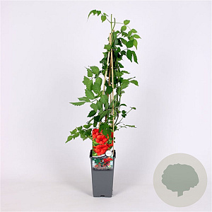 Campsis t. 'Mme Galen' 70 cm 2,0L