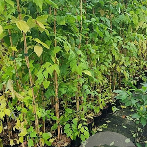 Campsis t. 'Mme Galen' 150-175 cm 5,0L