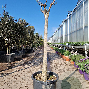 Catalpa bignonioides 120 cm stam container 18-20