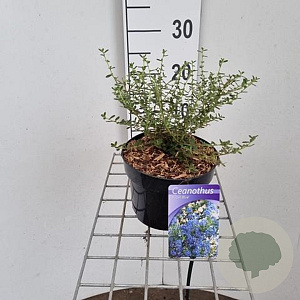 Ceanothus 'Concha' 30-35 cm 2,0L