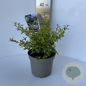 Ceanothus El Dorado 10 cm 2,0L