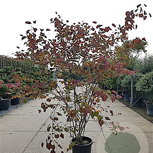 Cercis can. Red Force 250-300 cm 50L