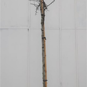 Cercis siliquastrum 180 cm stam container 12-14 leiboom