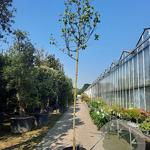 Cercis siliquastrum 200 cm stam container 12-14
