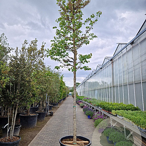 Cercis siliquastrum 200 cm stam container 20-25 leiboom