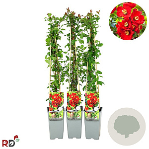 Chaenomeles sup. 'Nicoline' 70 cm 2,0L