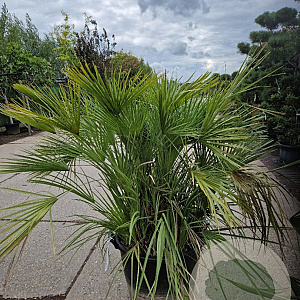Chamaerops humilis 100-125 cm container meerstammig